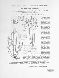 Peronospora rumicis image